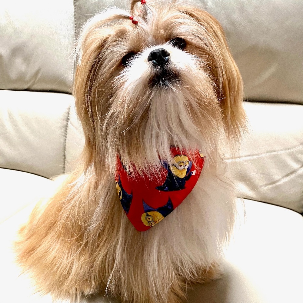 Dog/Cat Bandana, Despicable Minions neck tie